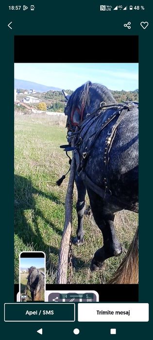 Vând două iepe cuminte garantate la căruță