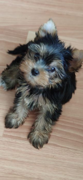 Йоркширские терьеры мальчики и девочки