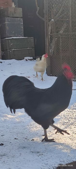 Cocoș Australorp  negru și albastru