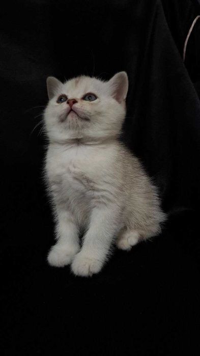 Mushukchalar Srochna sotiladi