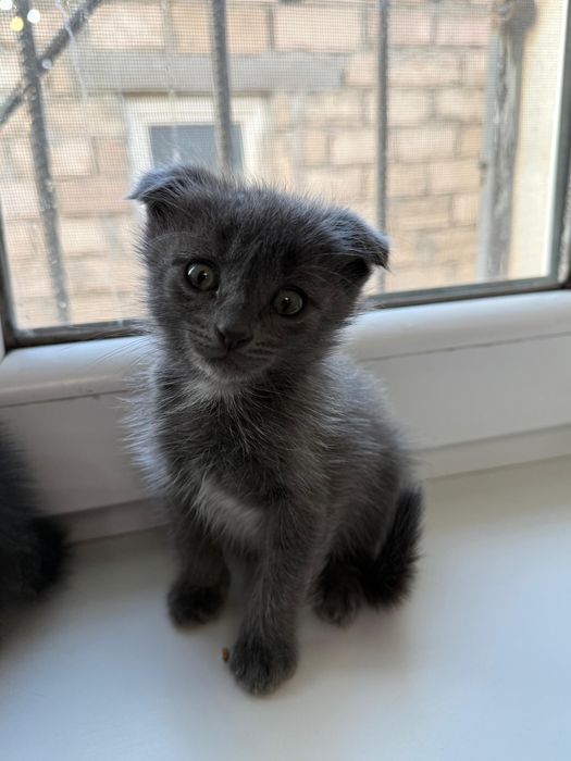 Шатладнская кошки