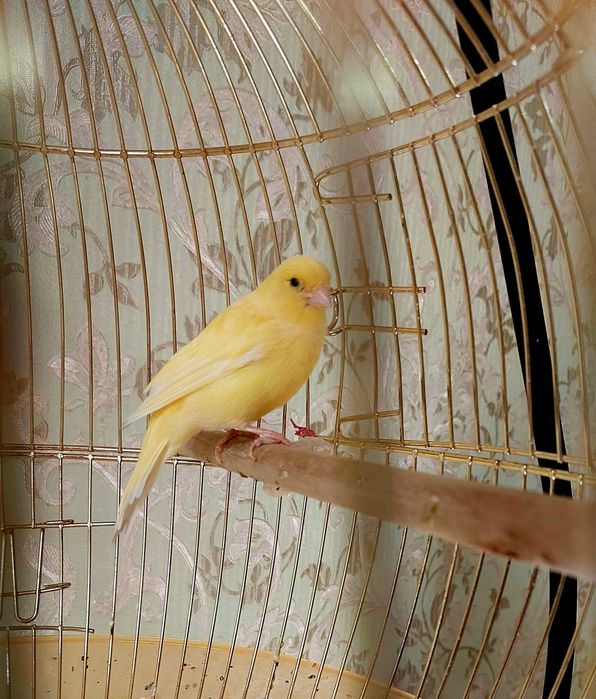 Канарейка сотилади