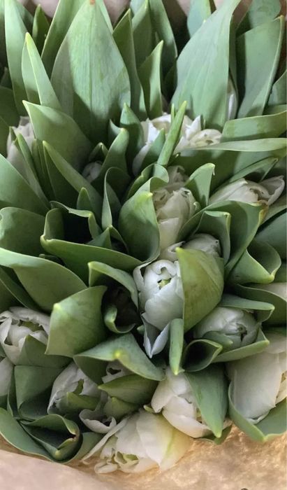 Голландские тюльпаны оптом к 8 Марта !