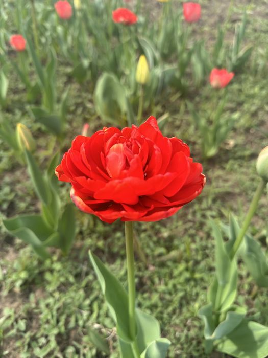 Тюльпаны садовые 300 тенге за 1 шт