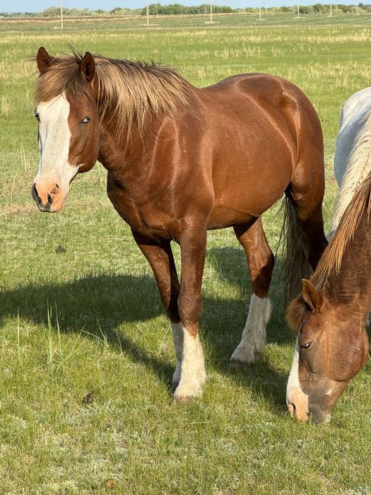 Продам Жеребец айгыр
