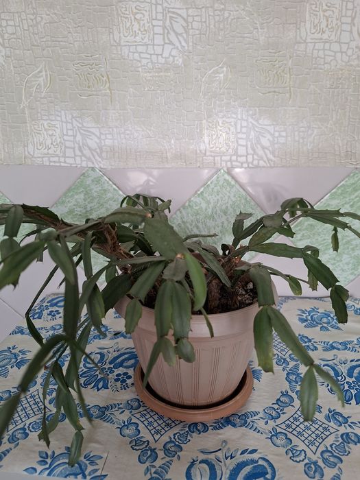 Декабрист цветок