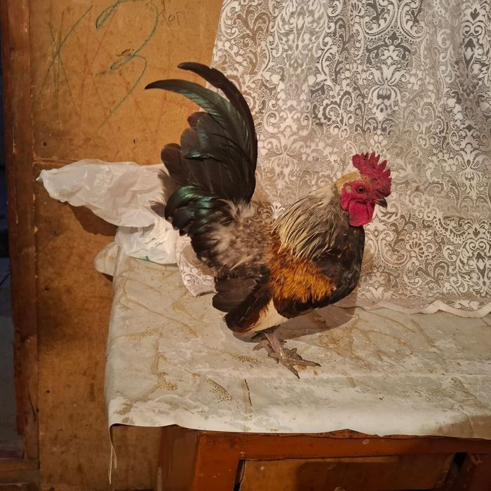продам карликовых курей