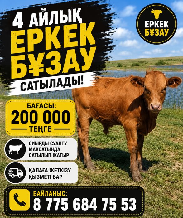 Еркек бузау сатамын