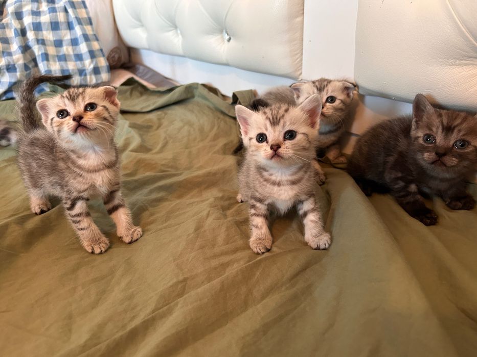 шотландские котята вислоухие