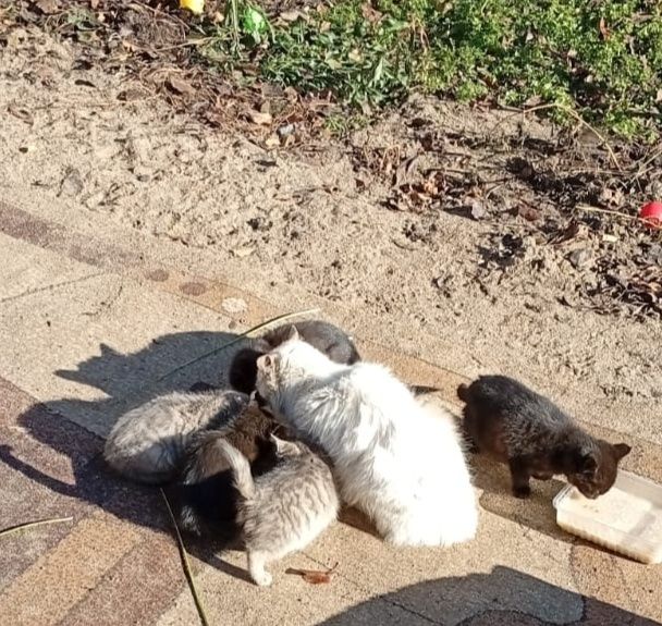 Отдам котят в добрые руки