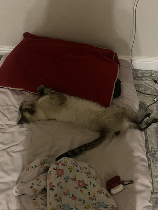 Кот бесплатно отдам в добрые руки