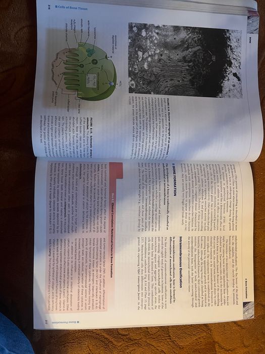 Atlas histologie ross