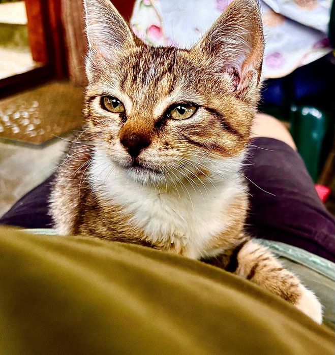 Caut doritor adoptie pisicuta de 2 luni, gasita parasita, in ploaie...