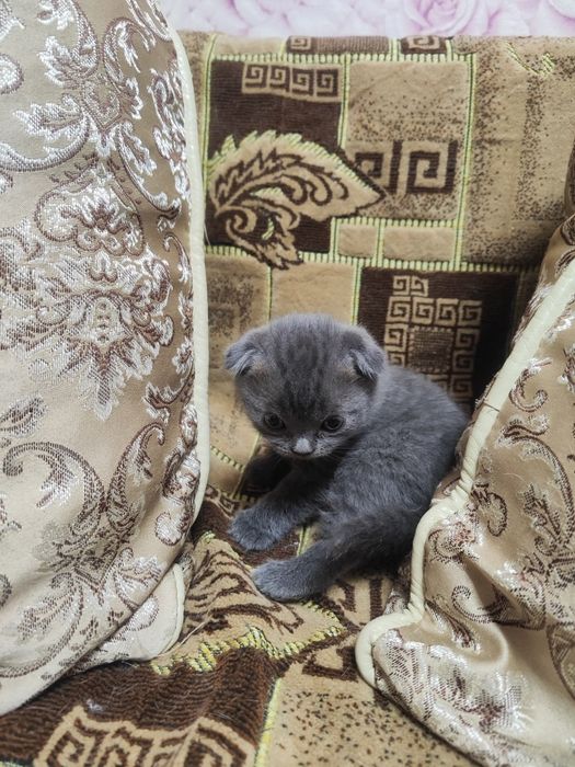 Продам шотландских котят