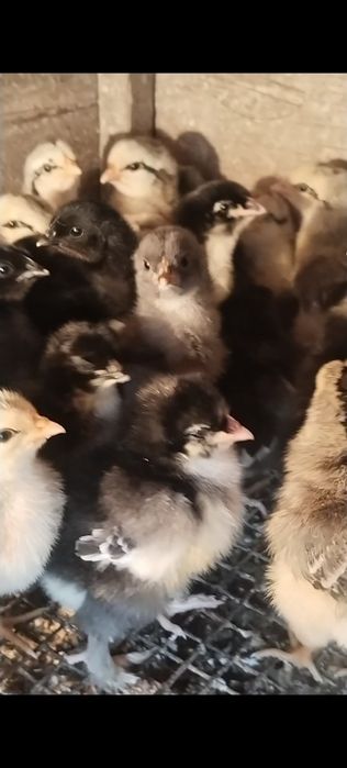 Продам цыплят недельных