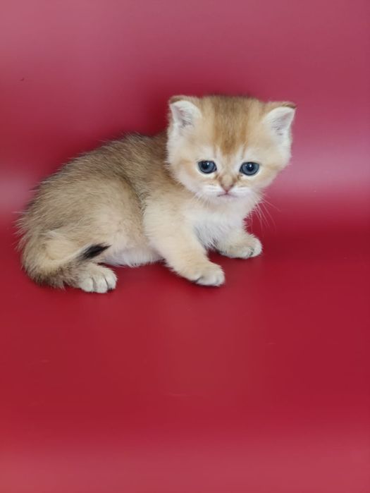 Әдемі жалаңаш бөксе фотосуреттері