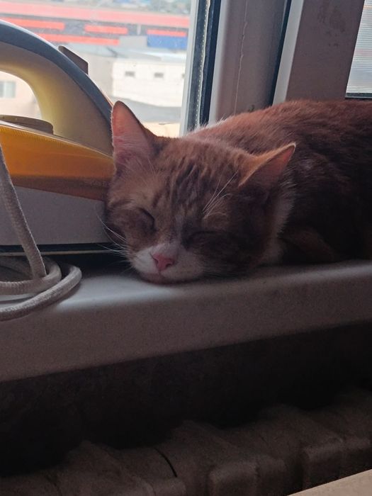 Отдаю рыжего кота