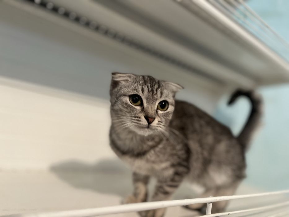 Латина бөксесі бар порно