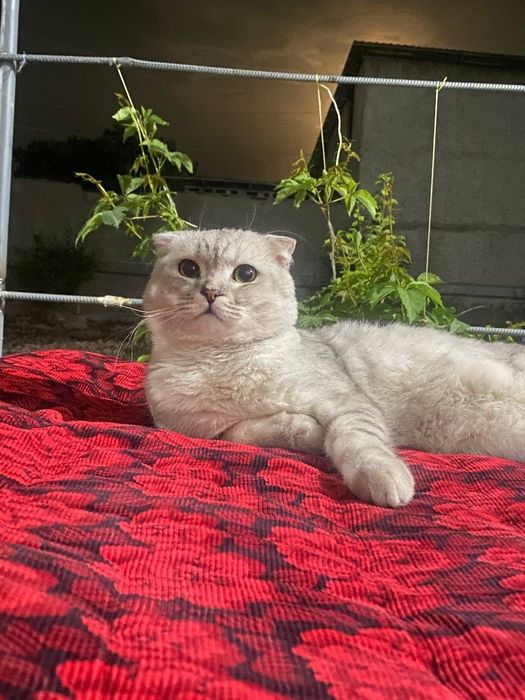 Scottish Fold mushuk sotiladi