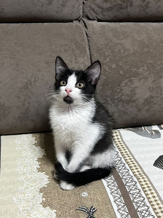 Отдам котенка в добрые руки