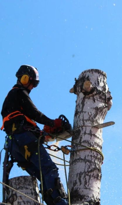 Спил деревьев вывоз мусора