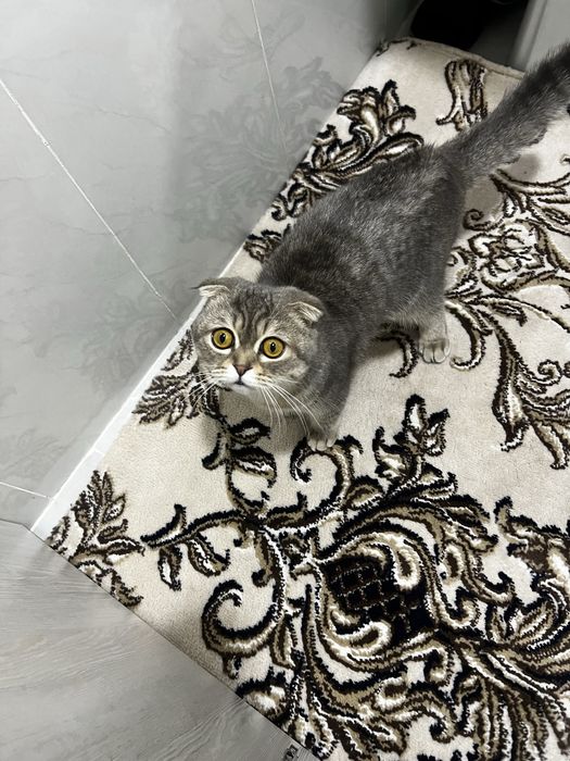 Mushuk bor o’g’il bola 6-7 oylik 150$