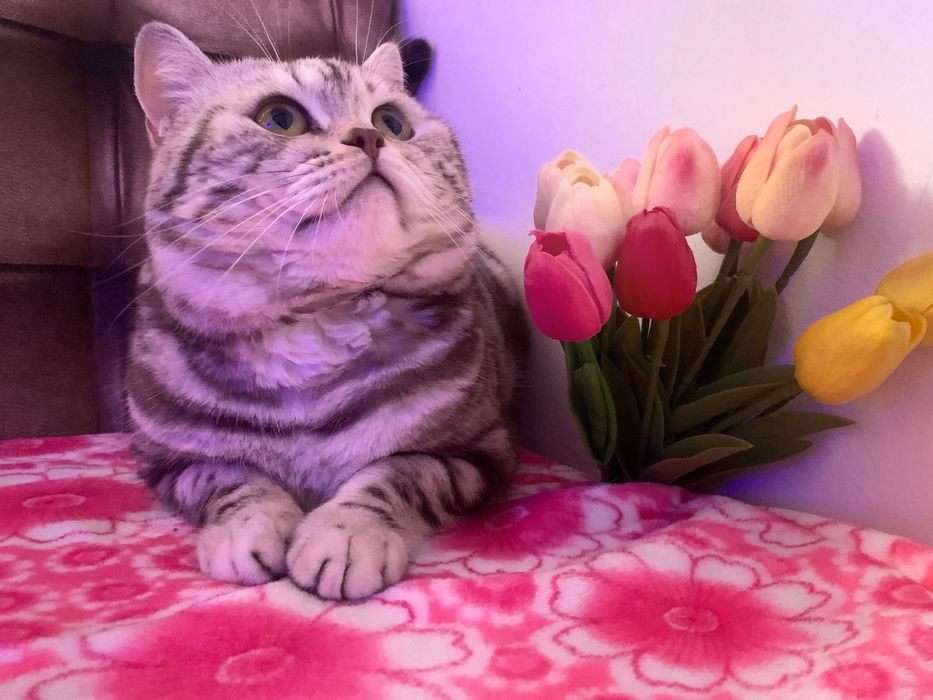 Скотиш страйт кот вязка ищет кошечку!