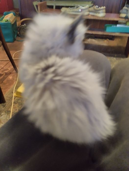 Котята сомалийской пароды