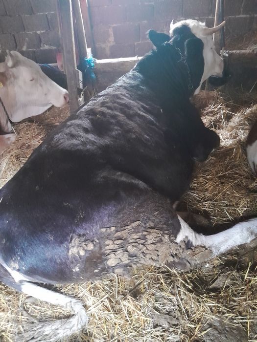 Juninca de vînzare.