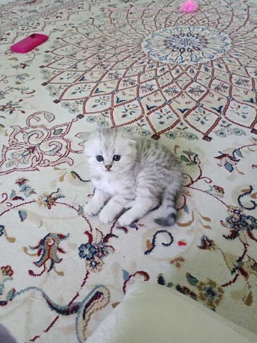 Шикарный шотландец на вязку