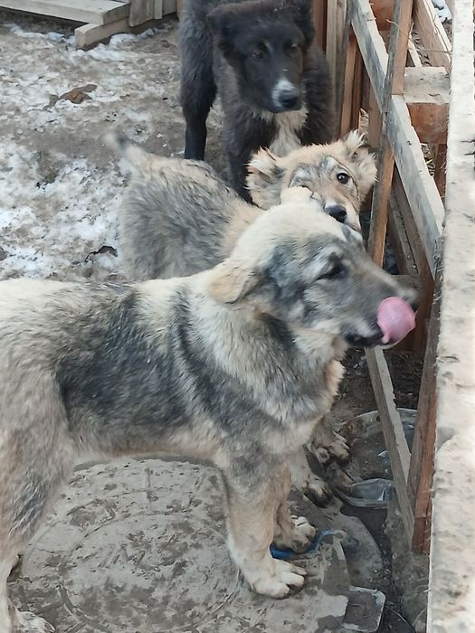 Таза тобет кушиктер.