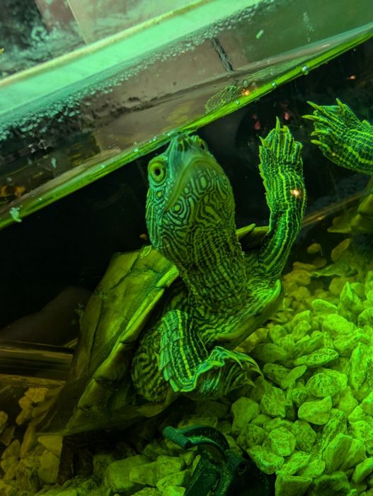 2 Broaște țestoase