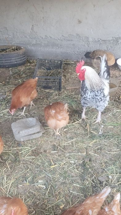 Несушка тауықтар сатылады Шәуілдір де
