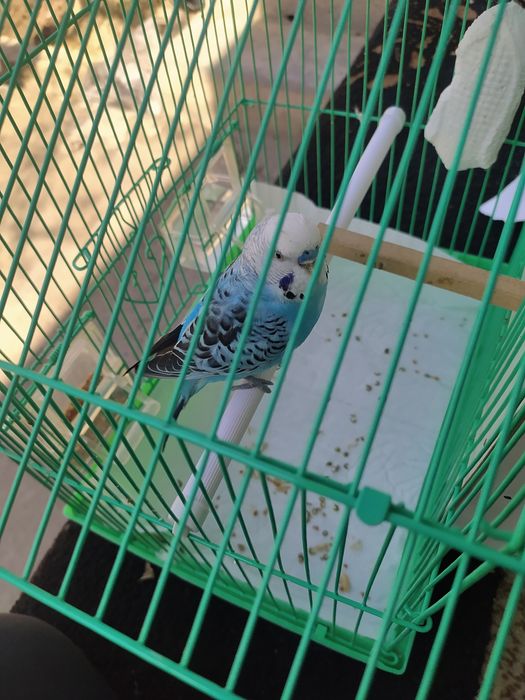 Valnisti papugay ini bilan