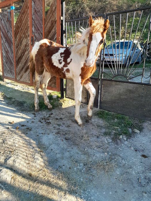 Продавам 2 кончета