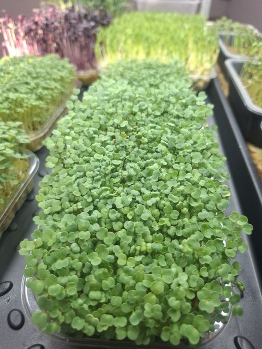 Свежая микрозелень