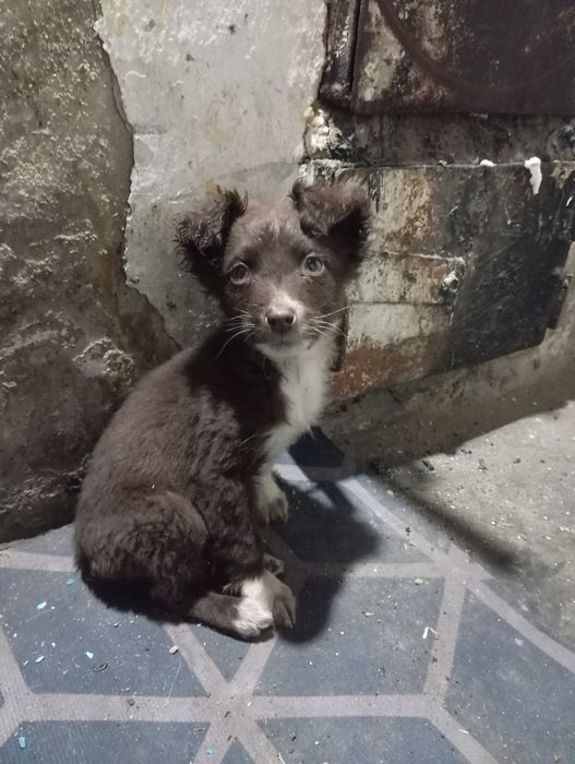 Отдам щенков кандек