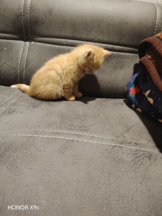 кошки болша 2 месяц