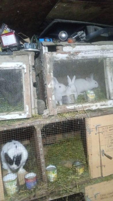 Прадам кралов и кралих