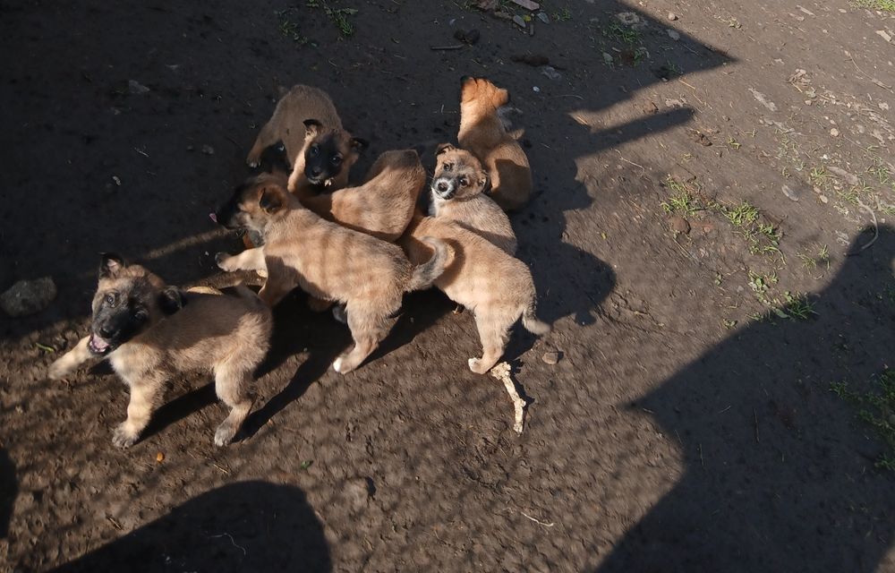 Кученца се подаряват