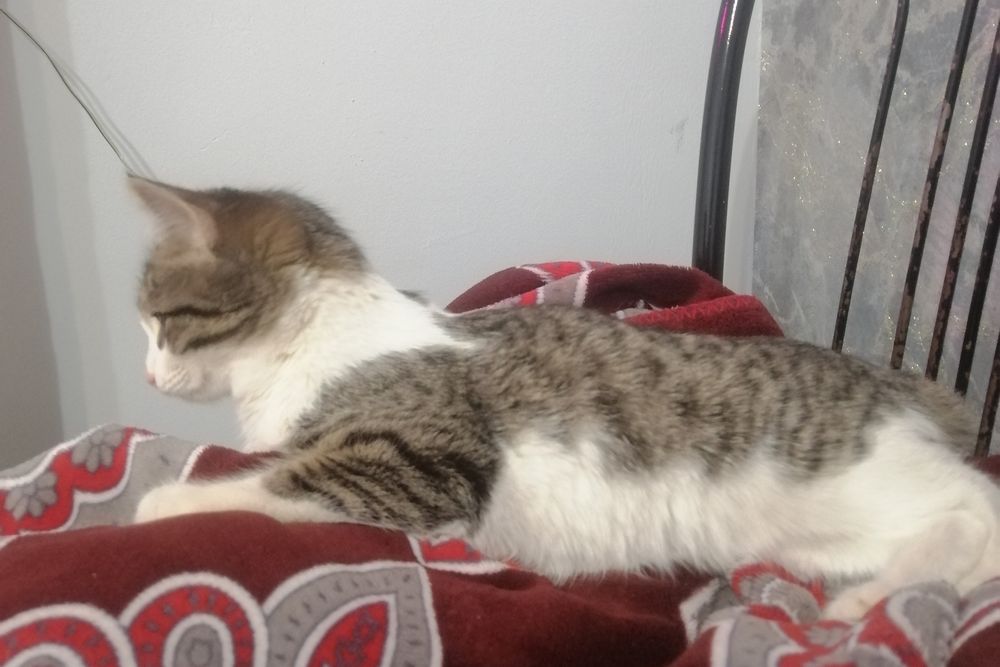 Отдам котёнка, девочка