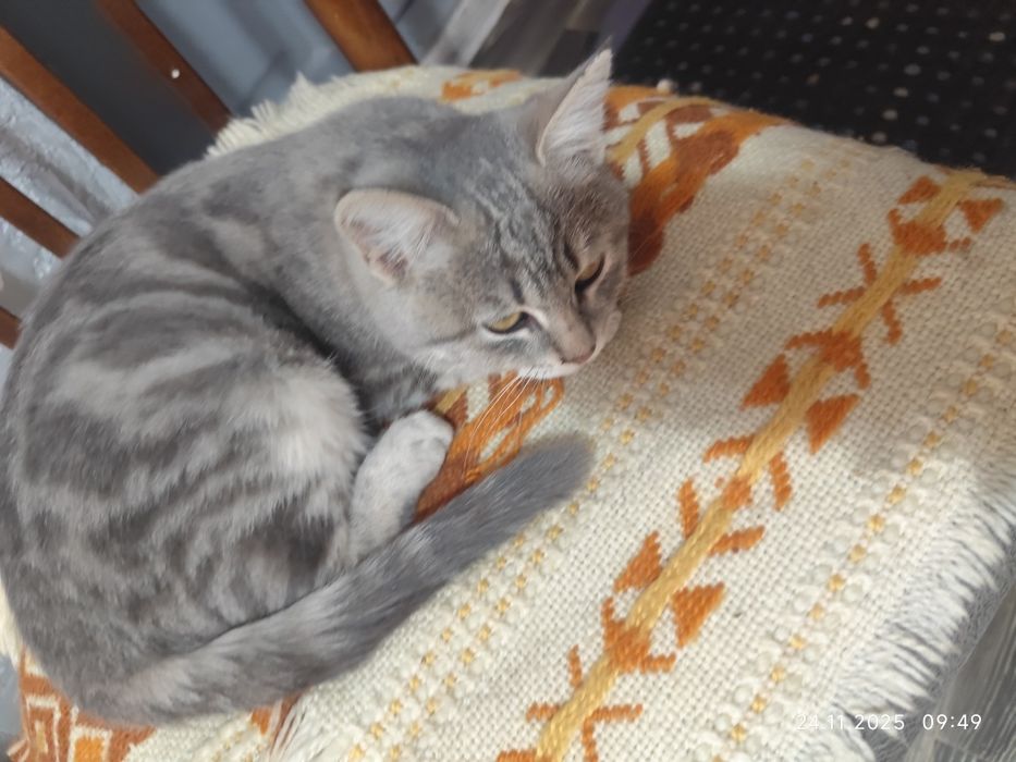 Котенок девочка  в добрые руки