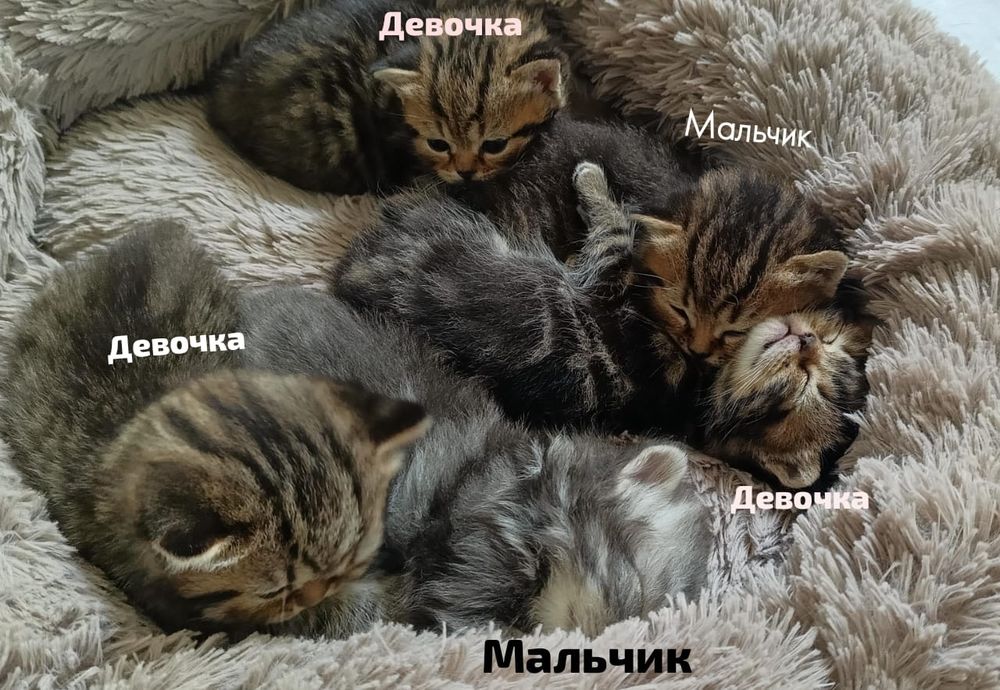 Продам шотландских котят