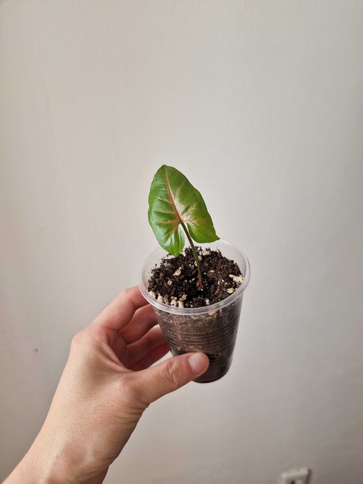 Сингониум черенки