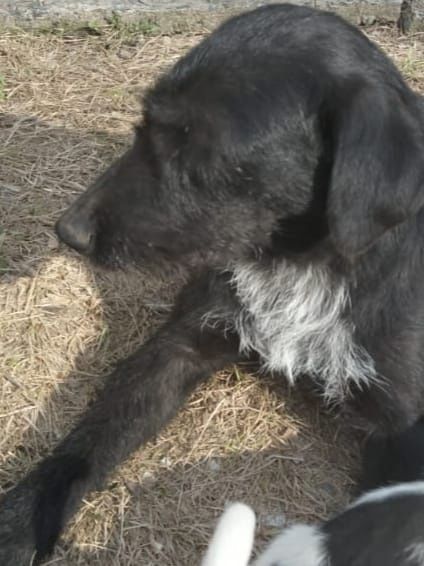 Бесплатно в добрые руки