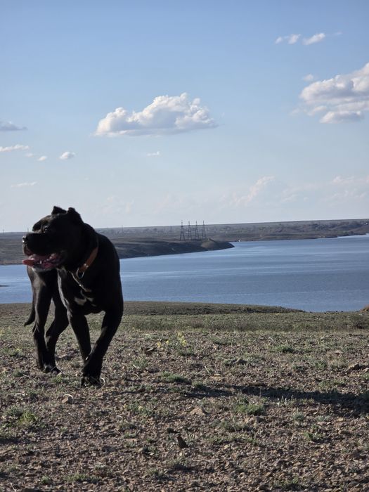 щенки Кане корсо