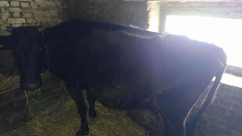 Продам корову глубокостельную
