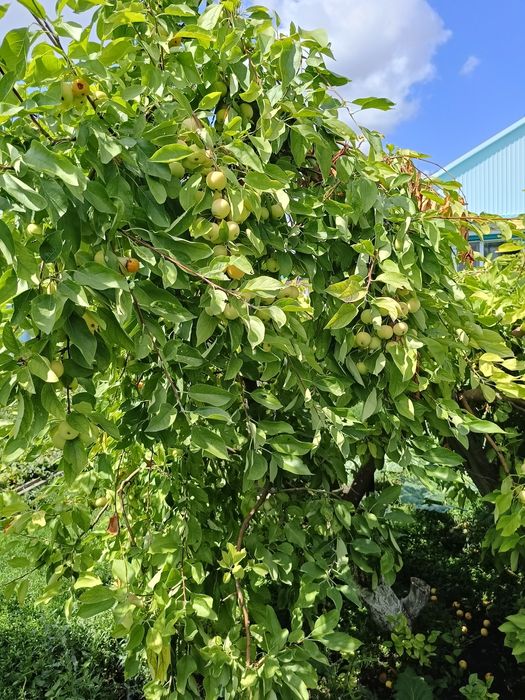 Продам пол дома в селе Дон