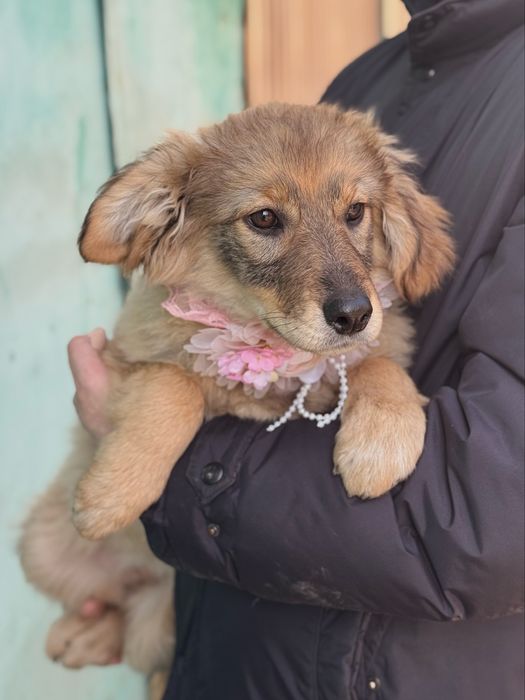 Привитые щенки ищут дом