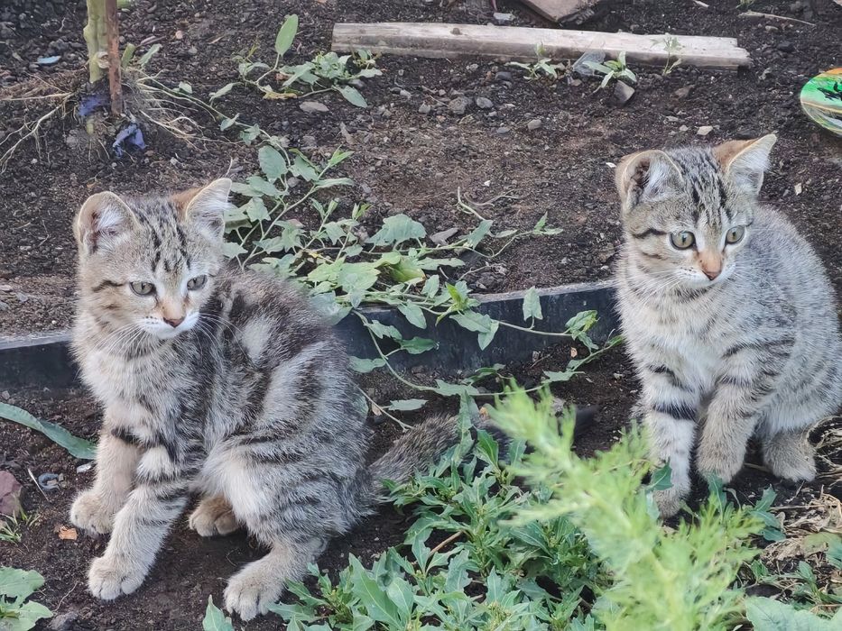 Дарю котят С ДОСТАВКОЙ